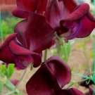 50 Seeds Monty Don Sweet Pea Seeds For Garden Planting Easy to Grow