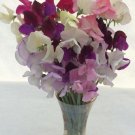 50 Seeds Paint Box Mixture Sweet Pea Seeds For Garden Planting Easy to Grow