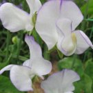 50 Seeds Romeo Sweet Pea Seeds For Garden Planting Easy to Grow