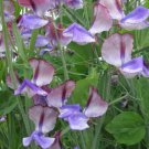 50 Seeds Three Times As Sweet Sweet Pea Seeds For Garden Easy to Grow