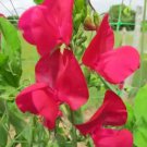 50 Seeds Zorija Rose Sweet Pea Seeds For Garden Planting Easy to Grow