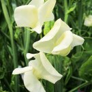 50 Seeds Mrs Col­Lier Sweet Pea Seeds For Garden Planting Easy to Grow
