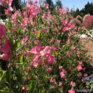 50 Seeds Mrs R Bolton Sweet Pea Seeds For Garden Planting Easy to Grow