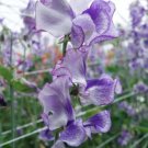 50 Seeds Night Sky Sweet Pea Seeds For Garden Planting Easy to Grow