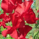 50 Seeds Alison Valentinsweet Pea Seeds For Garden Planting Easy to Grow