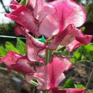 50 Seeds Jacko Sweet Pea Seeds For Garden Planting Easy to Grow