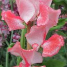 50 Seeds Tuttfruttsweet Pea Seeds For Garden Planting Easy to Grow