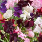 50 Seeds Old Spice Mix Sweet Pea Seeds For Garden Planting Easy to Grow