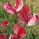 50 Seeds America Formally Queen Of The Isles Sweet Pea Seeds Easy to Grow