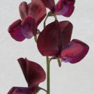 50 Seeds Black Knight Sweet Pea Seeds For Garden Planting Easy to Grow