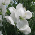 50 Seeds Bramdean Sweet Pea Seeds For Garden Planting Easy to Grow
