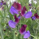 50 Seeds Cedric Morris Sweet Pea Seeds For Garden Planting Easy to Grow