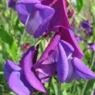 50 Seeds Countess Cadogan Sweet Pea Seeds For Garden Planting Easy to Grow