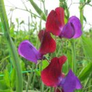 50 Seeds Cupansweet Pea Seeds For Garden Planting Easy to Grow
