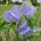 50 Seeds Flora Norton Sweet Pea Seeds For Garden Planting Easy to Grow