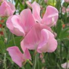 50 Seeds Janet Scott Sweet Pea Seeds For Garden Planting Easy to Grow