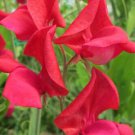 50 Seeds King Edward Visweet Pea Seeds For Garden Planting Easy to Grow