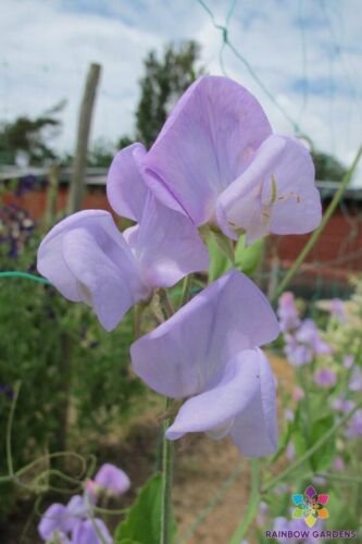 50 Seeds Lady Grisel Hamilton Sweet Pea Seeds For Garden Easy to Grow