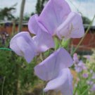 50 Seeds Lady Grisel Hamilton Sweet Pea Seeds For Garden Easy to Grow