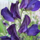 50 Seeds Lord Nelson Sweet Pea Seeds For Garden Planting Easy to Grow
