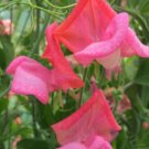50 Seeds Miss Willmott Sweet Pea Seeds For Garden Planting Easy to Grow