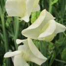 50 Seeds Mrs Collier Sweet Pea Seeds For Garden Planting Easy to Grow