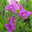 50 Seeds Mrs Walter Wright Sweet Pea Seeds For Garden Easy to Grow