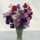 50 Seeds Oldfashioned Mixture Sweet Pea Seeds For Garden Easy to Grow