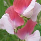 50 Seeds Painted Lady Sweet Pea Seeds For Garden Planting Easy to Grow