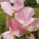 50 Seeds Prima Donna Sweet Pea Seeds For Garden Planting Easy to Grow