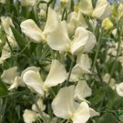 50 Seeds Primrose Sweet Pea Seeds For Garden Planting Easy to Grow