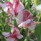 50 Seeds Turrals America Formerly America Sweet Pea Seeds Easy to Grow