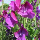 50 Seeds Violet Queen Sweet Pea Seeds For Garden Planting Easy to Grow