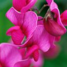 50 Seeds Lathyr Latifoli Red Pearl Perennial Sweet Pea Seeds Easy to Grow