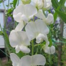 50 Seeds Lathyr Latifoli White Pearl Perennial Sweet Pea Seeds Easy to Grow