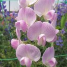 50 Seeds Lathyr Latifoli Blhing Bride Sweet Pea Seeds Easy to Grow