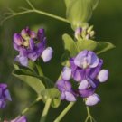 50 Seeds Lathyr Nervos Perennial Sweet Pea Seeds For Garden Easy to Grow