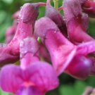 50 Seeds Lathyr Niger Perennial Sweet Pea Seeds For Garden Easy to Grow