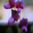 50 Seeds Lathyr Polyphyll Perennial Sweet Pea Seeds For Garden Easy to Grow