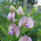 50 Seeds Lathyr Sylvestris Perennial Sweet Pea Seeds For Garden Easy to Grow