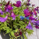 50 Seeds Lathyr Vern Subsp Vern Perennial Sweet Pea Seeds Easy to Grow
