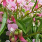 50 Seeds Lathyr Vern Alborose Perennial Sweet Pea Seeds Easy to Grow