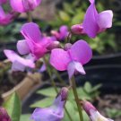 50 Seeds Lathyr Vern Angtifoli Perennial Sweet Pea Seeds Easy to Grow