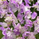 50 Seeds Pulsar Sweet Pea Seeds For Garden Planting Easy to Grow