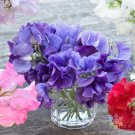 50 Seeds Purple Mix Sweet Pea Seeds For Garden Planting Easy to Grow