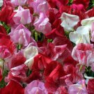50 Seeds Red Rover Mix Sweet Pea Seeds For Garden Planting Easy to Grow
