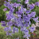 50 Seeds Royal Lavender Sweet Pea Seeds For Garden Planting Easy to Grow