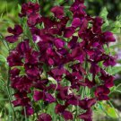 50 Seeds Royal Maroon Sweet Pea Seeds For Garden Planting Easy to Grow