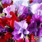 50 Seeds Royal Mix Sweet Pea Seeds For Garden Planting Easy to Grow