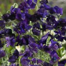 50 Seeds Royal Navy Blue Sweet Pea Seeds For Garden Planting Easy to Grow